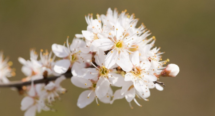 家里客厅放假花好吗【家里放假花好不好为什么?】