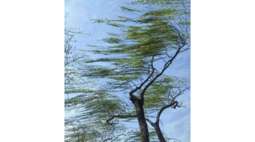 四季的风有什么特点【四季的风像什么】