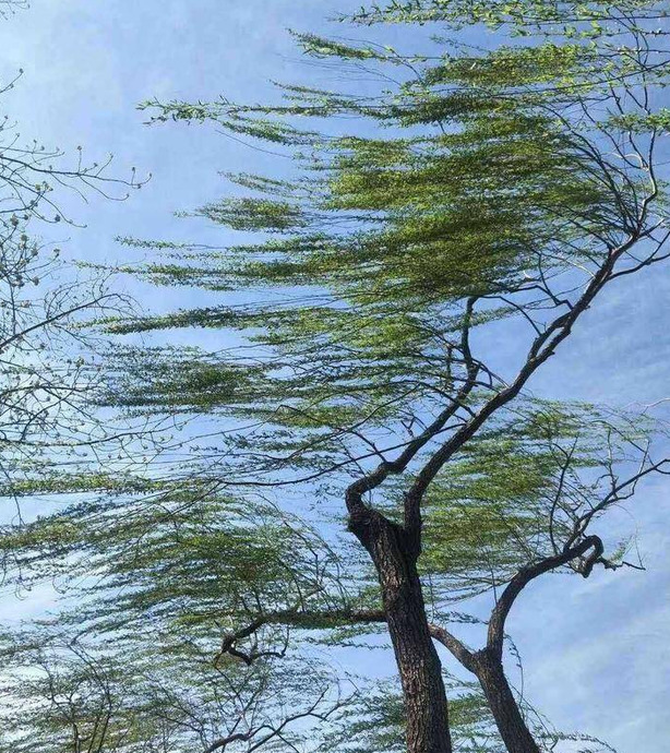 四季的风有什么特点【四季的风像什么】