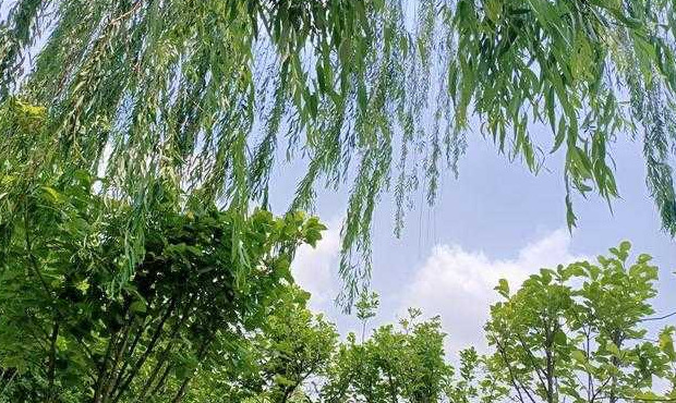 四季的风有什么特点【四季的风像什么】