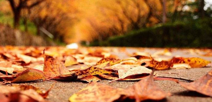 四季的风有什么特点【四季的风像什么】