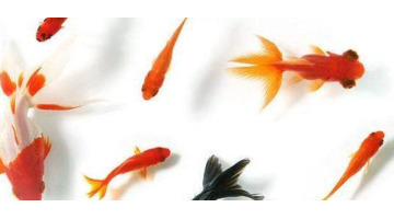 家里养鱼养几条鱼旺财清洁工算吗?【家里养鱼养几条鱼旺财词】