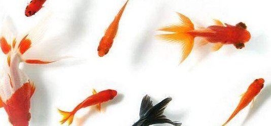 家里养鱼养几条鱼旺财清洁工算吗?【家里养鱼养几条鱼旺财词】