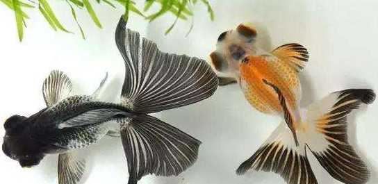 家里养鱼养几条鱼旺财清洁工算吗?【家里养鱼养几条鱼旺财词】