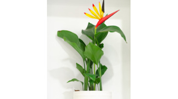 鹤望兰室内养影响风水吗【鹤望兰放客厅风水好吗】