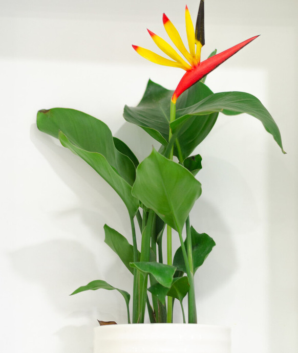 鹤望兰室内养影响风水吗【鹤望兰放客厅风水好吗】