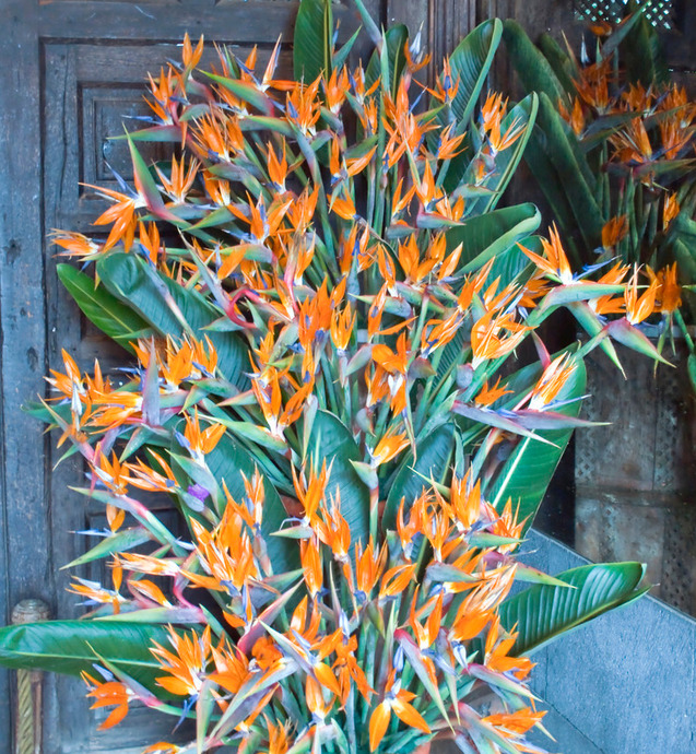 鹤望兰室内养影响风水吗【鹤望兰放客厅风水好吗】