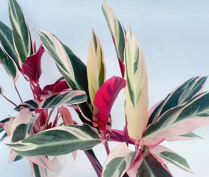 鹤望兰室内养影响风水吗【鹤望兰放客厅风水好吗】