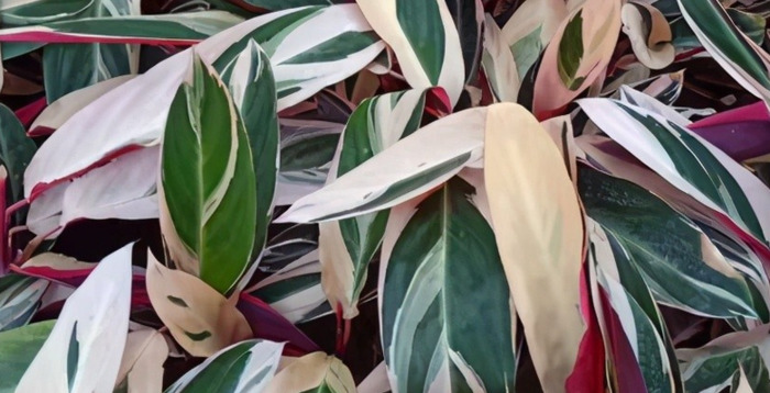 鹤望兰室内养影响风水吗【鹤望兰放客厅风水好吗】