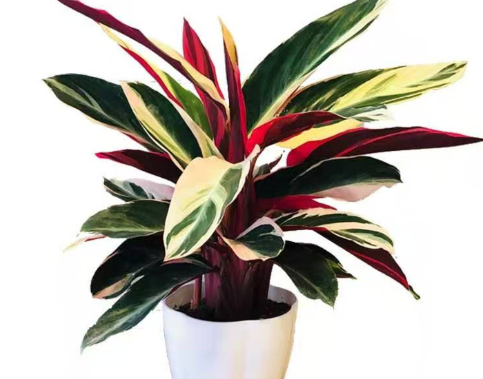 鹤望兰室内养影响风水吗【鹤望兰放客厅风水好吗】