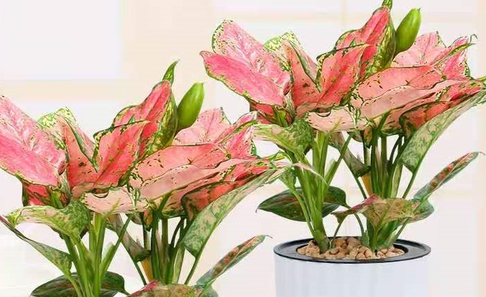 鹤望兰室内养影响风水吗【鹤望兰放客厅风水好吗】