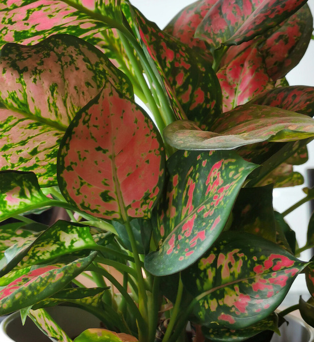 鹤望兰室内养影响风水吗【鹤望兰放客厅风水好吗】