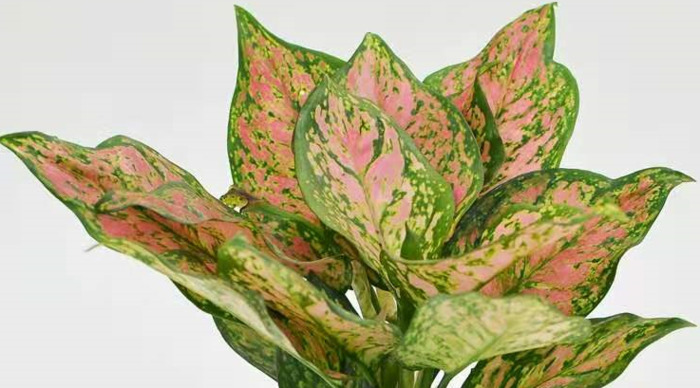 鹤望兰室内养影响风水吗【鹤望兰放客厅风水好吗】