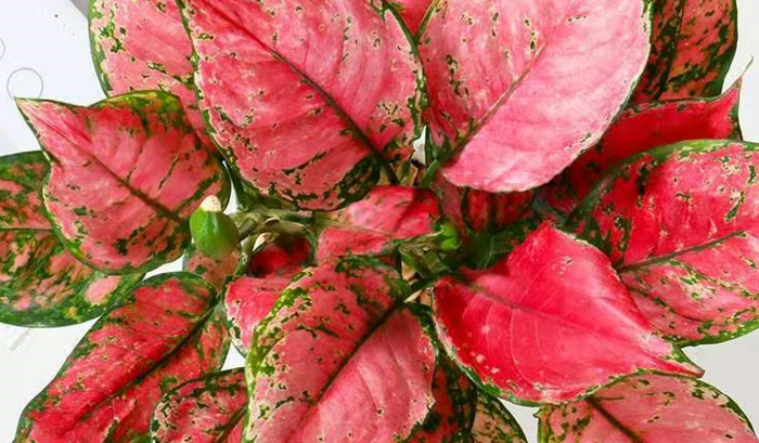 鹤望兰室内养影响风水吗【鹤望兰放客厅风水好吗】