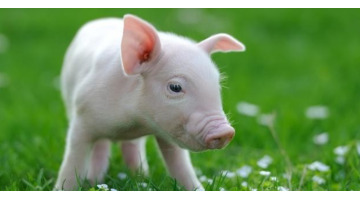 我怎么才能变成猪【怎么让猪人跟着你】