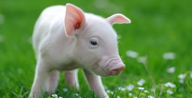 我怎么才能变成猪【怎么让猪人跟着你】