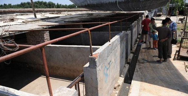 我怎么才能变成猪【怎么让猪人跟着你】