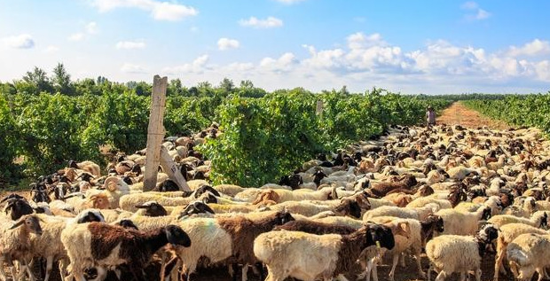 我怎么才能变成猪【怎么让猪人跟着你】