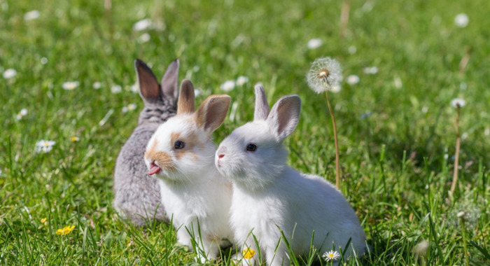 我怎么才能变成猪【怎么让猪人跟着你】