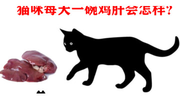 猫猫吃鸡肝可以吗【猫咪常吃鸡肝好不好】