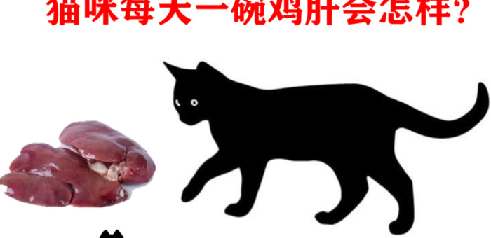 猫猫吃鸡肝可以吗【猫咪常吃鸡肝好不好】