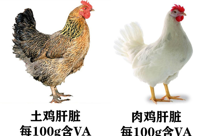 猫猫吃鸡肝可以吗【猫咪常吃鸡肝好不好】