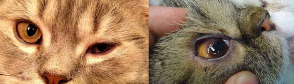 猫猫吃鸡肝可以吗【猫咪常吃鸡肝好不好】