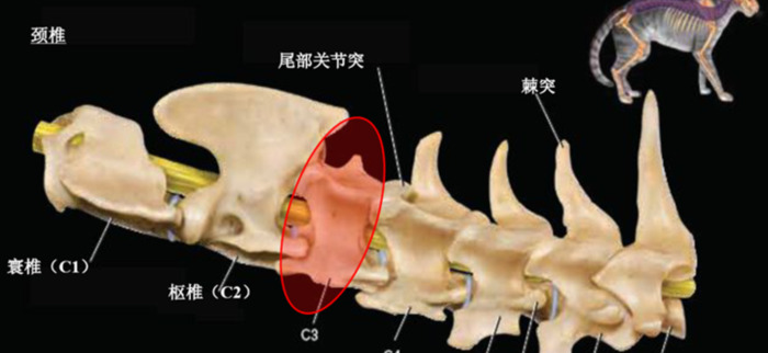 猫猫吃鸡肝可以吗【猫咪常吃鸡肝好不好】