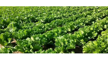 蔬菜肥料简笔画【肥料简笔画卡通】