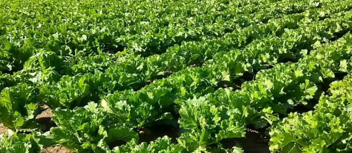 蔬菜肥料简笔画【肥料简笔画卡通】