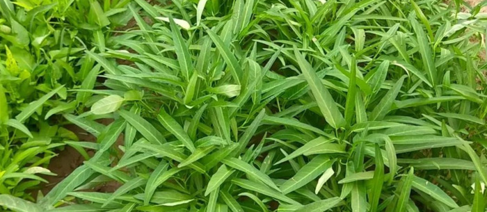 蔬菜肥料简笔画【肥料简笔画卡通】