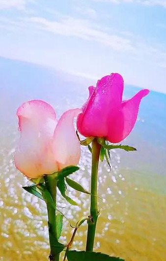 沉默不想说话的说说【怎样学会沉默不说话的句子】