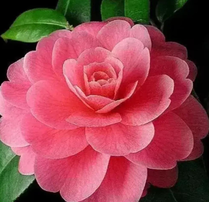 沉默不想说话的说说【怎样学会沉默不说话的句子】