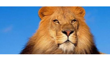 雄狮和自己的女儿生孩子【雄狮会不会和自己的女儿】