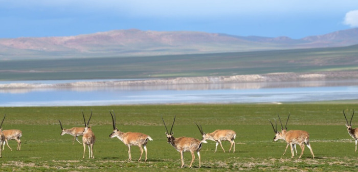 西藏必须去的景点【必须去的景点杭州】