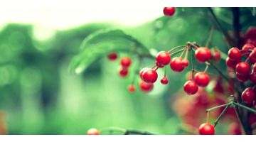 庚辰日柱好吗【庚辰日柱男命长相】