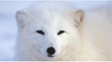 仙家手指跳动是怎么回事儿【手中指跳动说明有仙家】