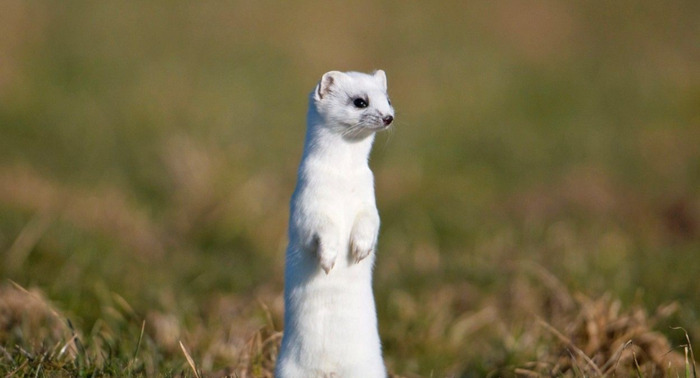 仙家手指跳动是怎么回事儿【手中指跳动说明有仙家】
