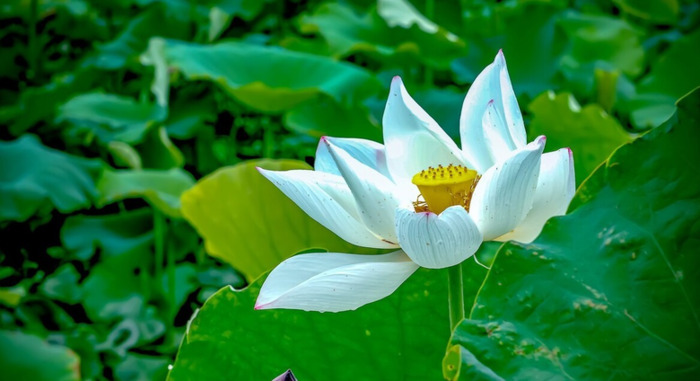 关于缘聚缘散的句子【关于缘聚缘散的说说】