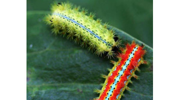 刷木架子刷着怎样弄就不痛了【让刷木架子刷怎么样才能不疼】