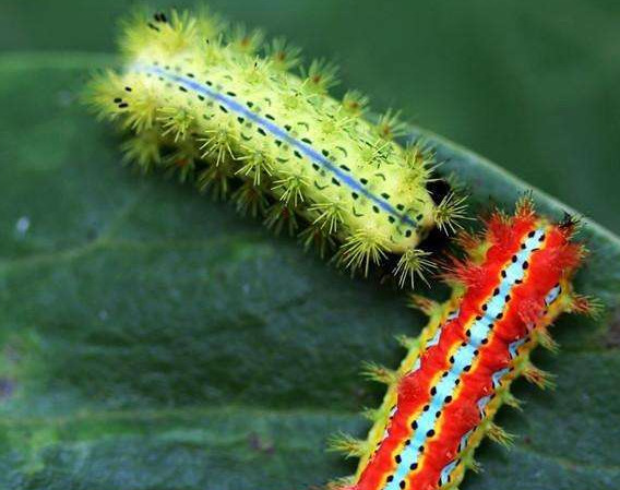 刷木架子刷着怎样弄就不痛了【让刷木架子刷怎么样才能不疼】