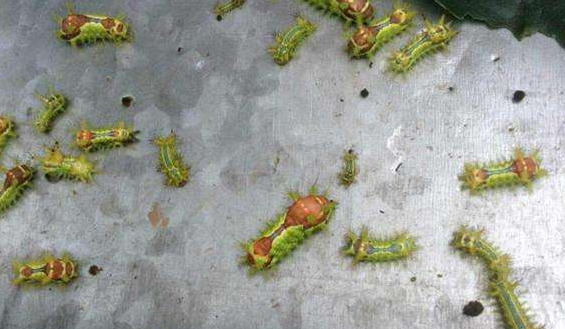 刷木架子刷着怎样弄就不痛了【让刷木架子刷怎么样才能不疼】