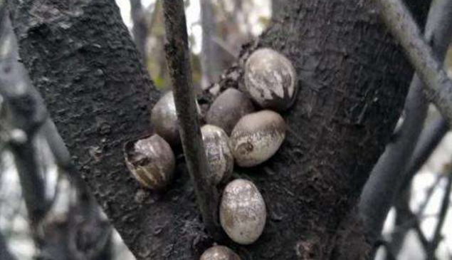 刷木架子刷着怎样弄就不痛了【让刷木架子刷怎么样才能不疼】