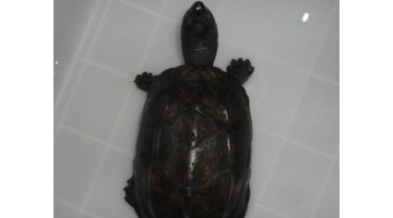 养乌龟是聚财还是破财别人【家里养乌龟是聚财还是破财】