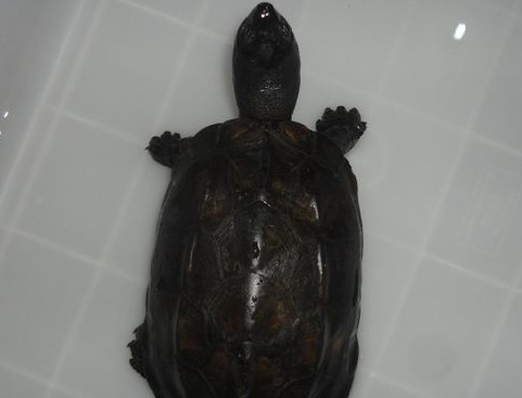 养乌龟是聚财还是破财别人【家里养乌龟是聚财还是破财】