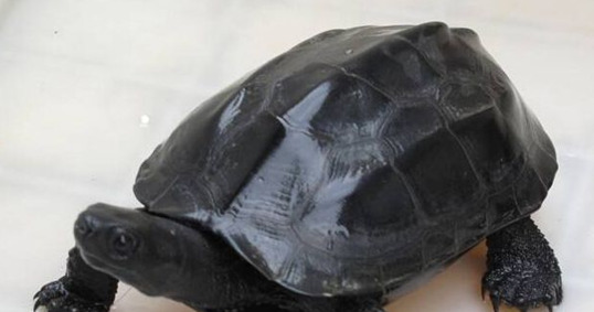 养乌龟是聚财还是破财别人【家里养乌龟是聚财还是破财】