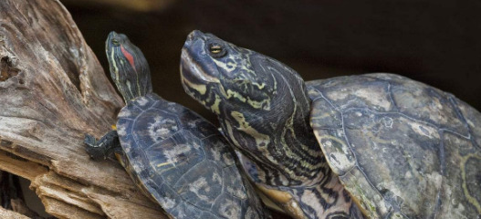 养乌龟是聚财还是破财别人【家里养乌龟是聚财还是破财】