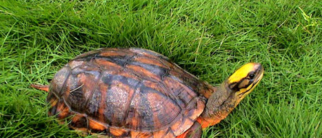 养乌龟是聚财还是破财别人【家里养乌龟是聚财还是破财】