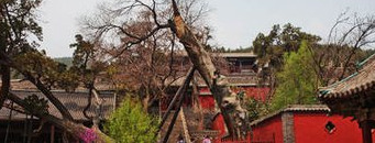 山西人有胡人血统吗【山西的祖先是胡人】