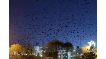 早上乌鸦成群满天飞预兆【满天飞乌鸦是什么预兆】